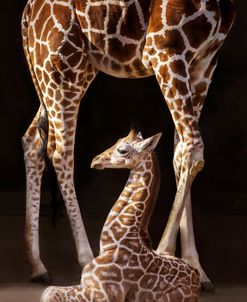 Baby Giraffe Framed