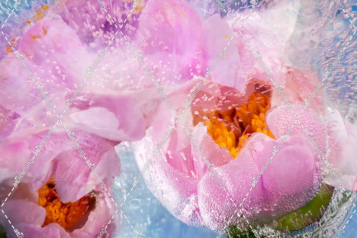 Immersion – Peony in Ice