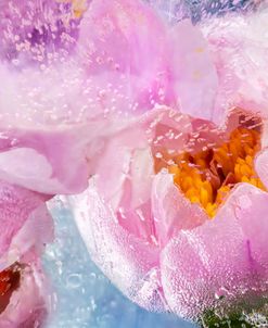 Immersion – Peony in Ice