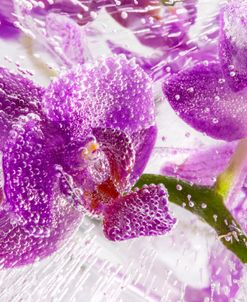 Momentum – Orchids in Ice