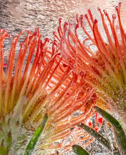 Reaching for Light – Protea in Ice