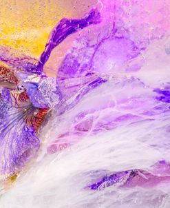 Cracked Iris – Frozen Iris