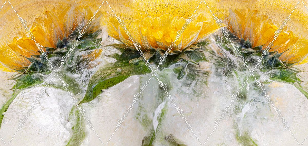 Reaching for the Sun – Sunflowers in Ice