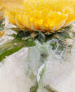 Reaching for the Sun – Sunflowers in Ice