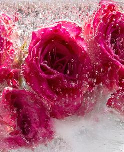 Rose Radiance – Roses in Ice Montage
