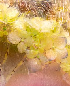 Showers of Light – Hydrangea in Ice