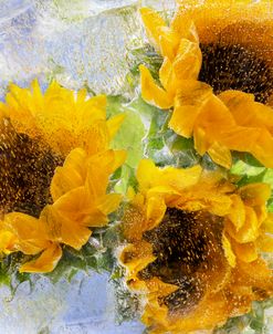 Sunflower Glow – Sunflower in Ice Montage