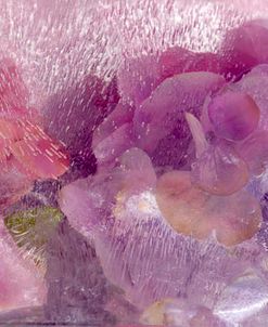 Sunset Blooms – Hydrangea in Ice Montage