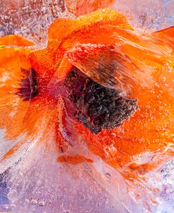 Ebb and Flow Poppy in Ice