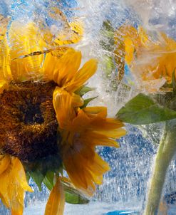 Sunflowers Days – Frozen Sunflowers