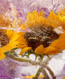 Sunflowers Pop – Frozen Sunflowers
