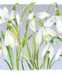 ELX23084 – Winter Snowdrops