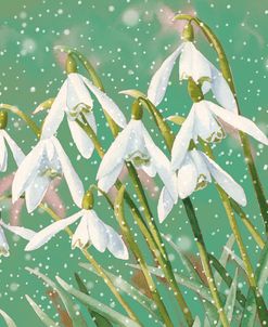 ELX23086 – Christmas Snowdrops