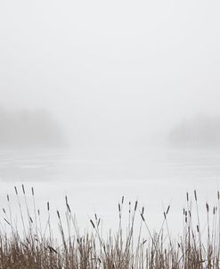 Foggy Reeds