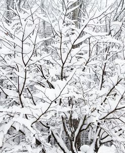 Snow Filled Branches
