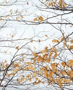 Winter Leaves