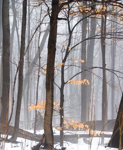 Foggy Forest