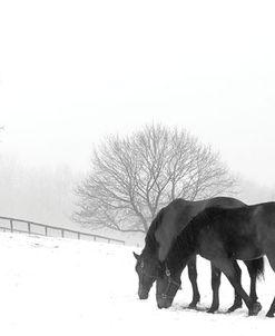 Grazing Pair