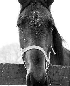 Snowy Close Up