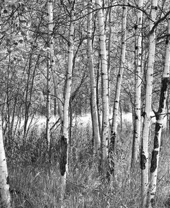 Birch Forest