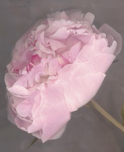 Fleur