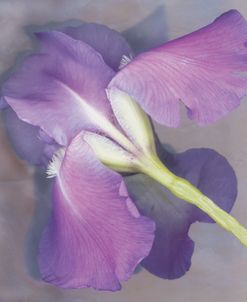 Parfum