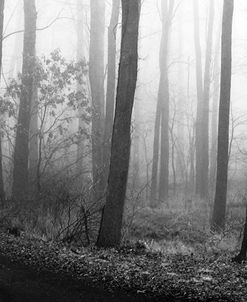 Forest Path