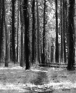 Tree Curtain