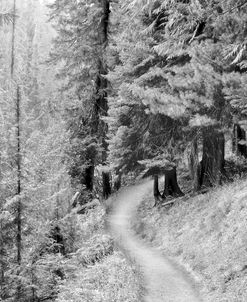 Pine Path