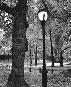 A Light in Central Park