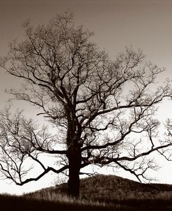 Oak Hillside