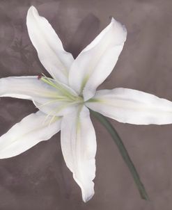 White Lily