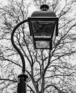 Lamp and branches