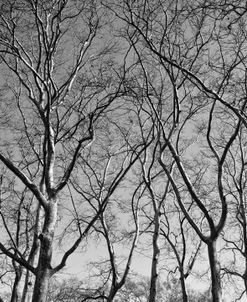 January Branches I