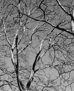 January Branches II