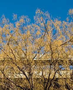 Golden Tree