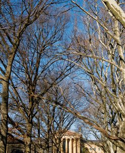 Philadelphia Museum (trees) (color)