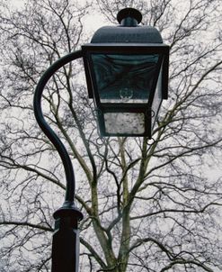 Lamp and Branches (color)