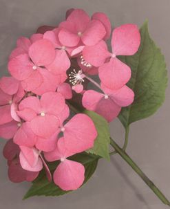 Pink Hydrangea