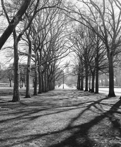 Branch Shadows (b/w)