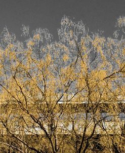 Golden Tree (color and b/w)