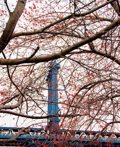 Red Blooms in Brooklyn