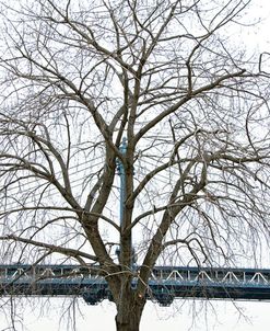 Manhattan Bridge Span with Tree