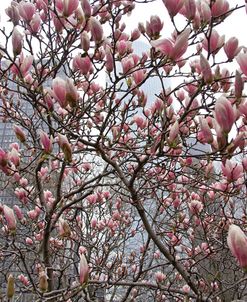 Springtime in New York