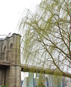 Brooklyn Bridge and Willow