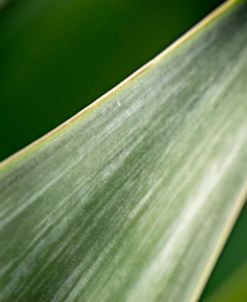 Agave Abstract 1