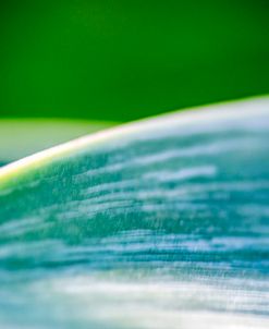 Agave Abstract 2