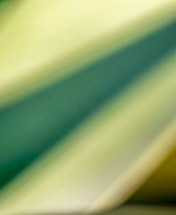 Agave Abstract 7