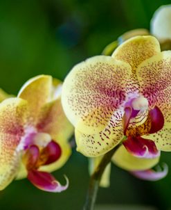 Exotic Orchid 01
