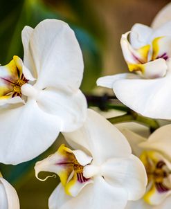 Exotic Orchid 02